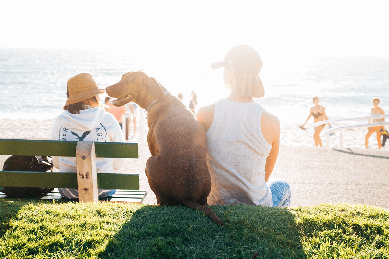 5 Summer Safety Tips for the Four-Legged Family Members